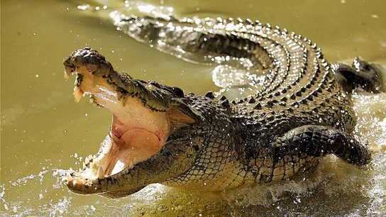 Imagen de un cocodrilo Imagen de un cocodrilo