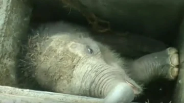 Bebé elefante rescatado en Sri Lanka