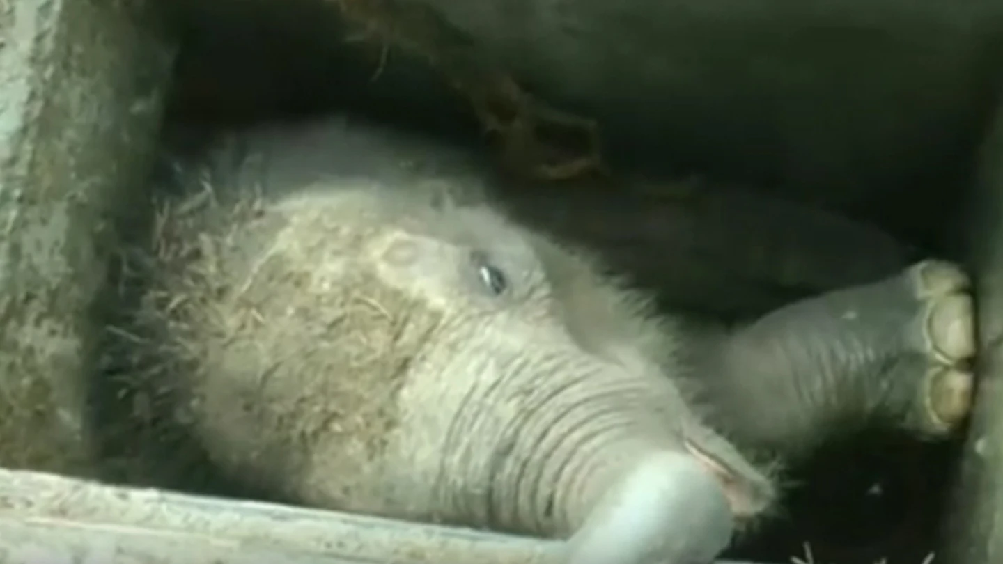 Bebé elefante rescatado en Sri Lanka Bebé elefante rescatado en Sri Lanka