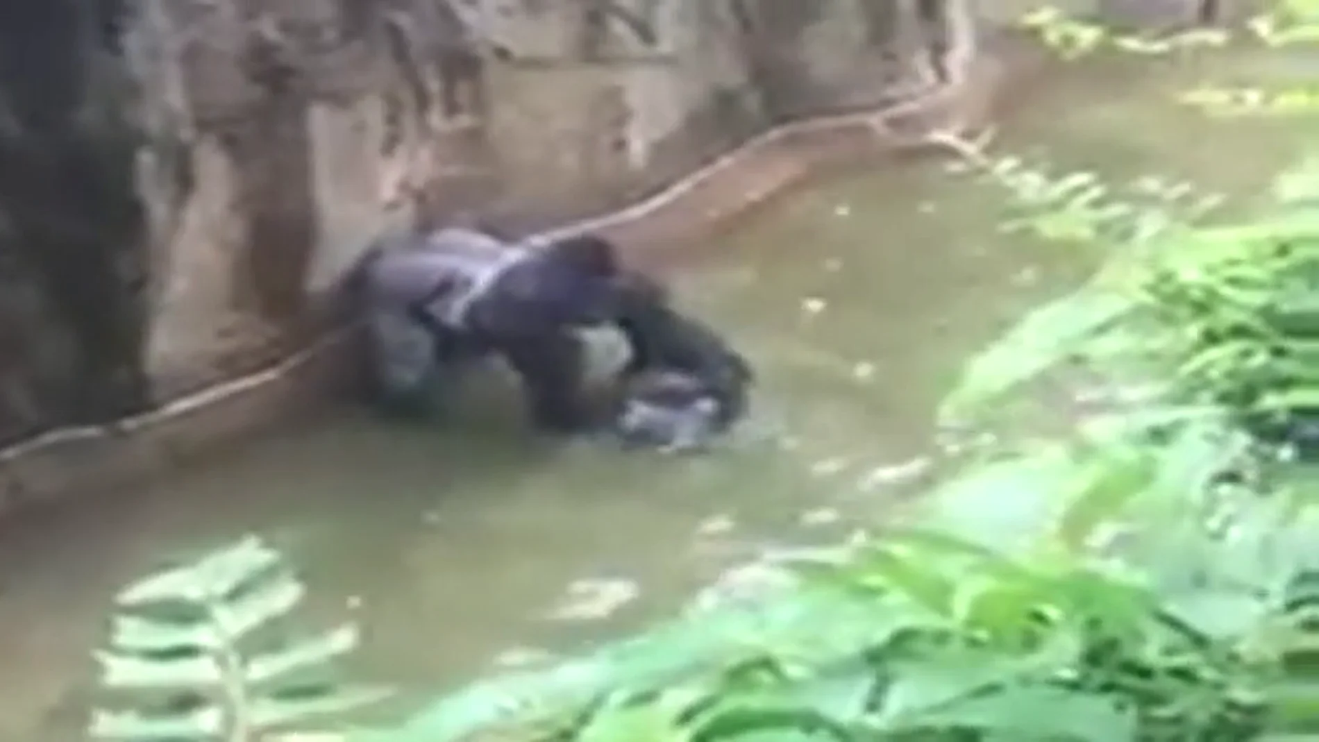 Frame 18.876365 de: Matan a un gorila en un zoo de Cincinnati después de que un niño de cuatro años se cayera con el animal