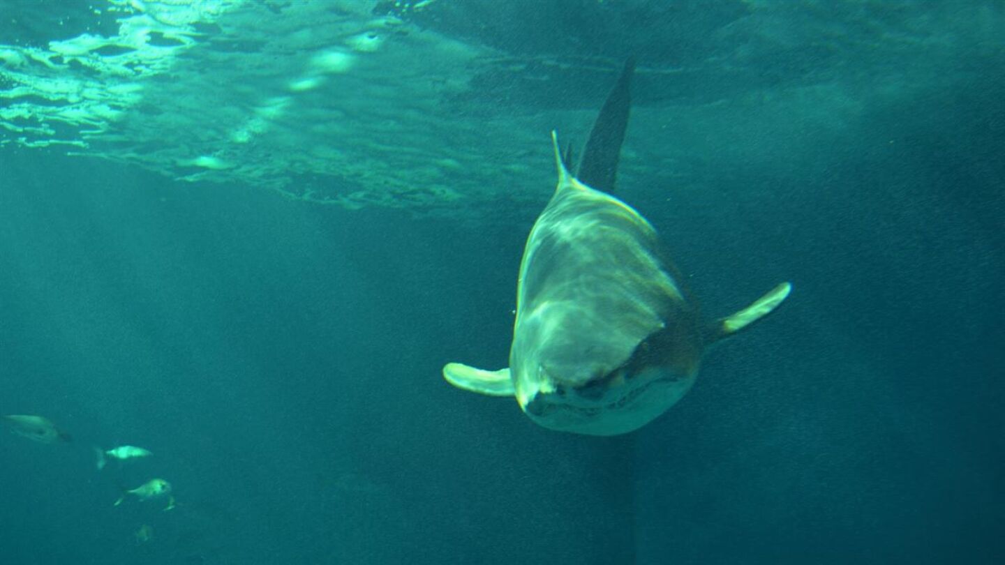 Un tibur&oacute;n en el acuario de Sevilla