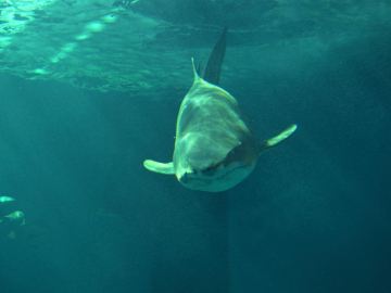 Un tiburón en el acuario de Sevilla Un tiburón en el acuario de Sevilla