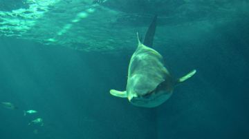 Un tiburón en el acuario de Sevilla