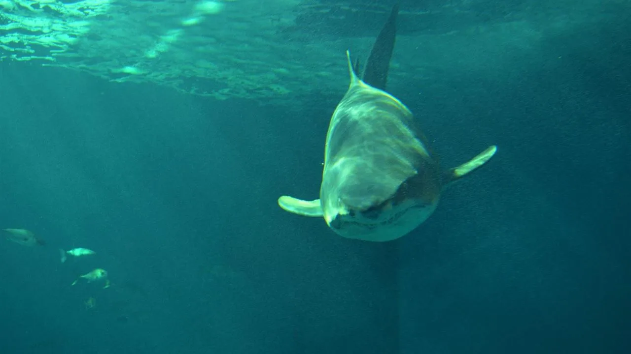 Un tiburón en el acuario de Sevilla