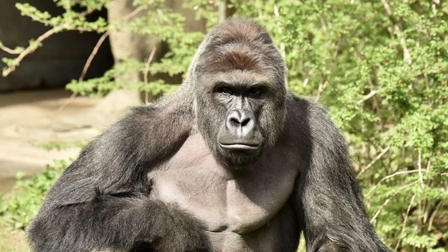 El gorila Harambe El gorila Harambe