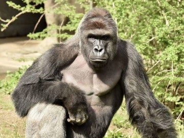 El gorila Harambe El gorila Harambe