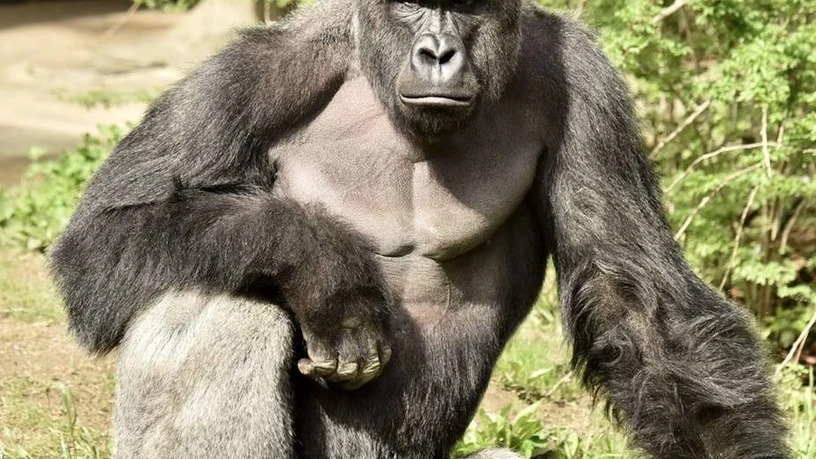 El gorila Harambe