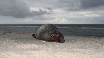 Una foca en la playa