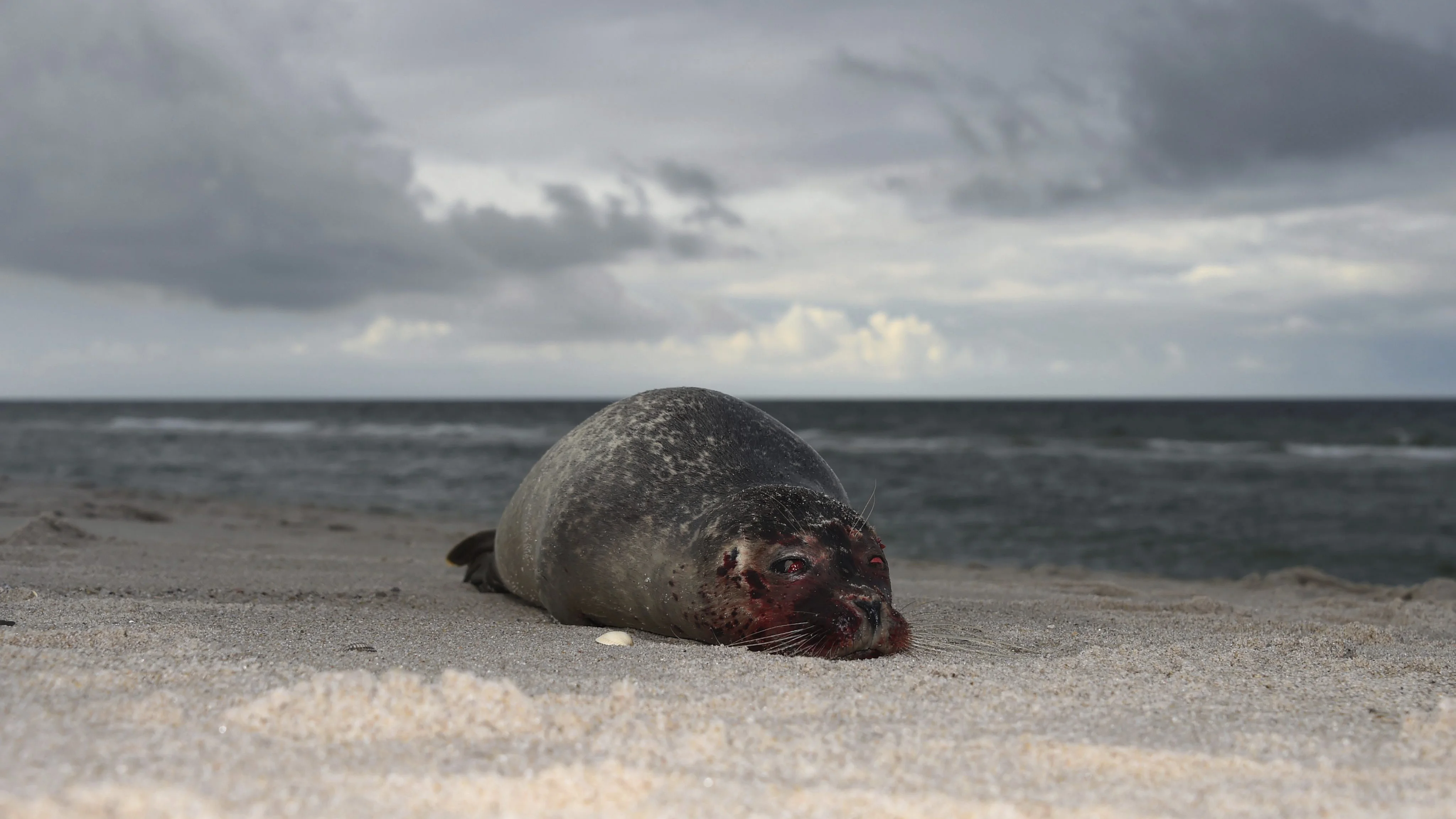 Una foca en la playa