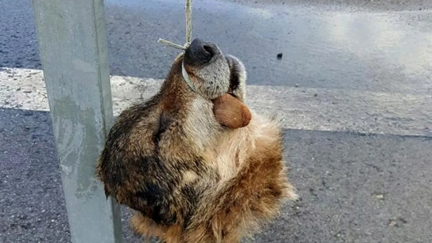 La cabeza de un lobo decapitado en Asturias La cabeza de un lobo decapitado en Asturias