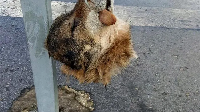 La cabeza de un lobo decapitado en Asturias