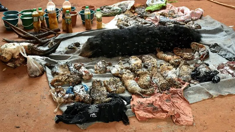 Imagen de las crías de tigre muertas en un templo en Tailandia