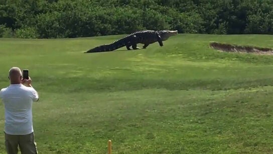 Imagen de un caim&aacute;n en un campo de Golf en Florida