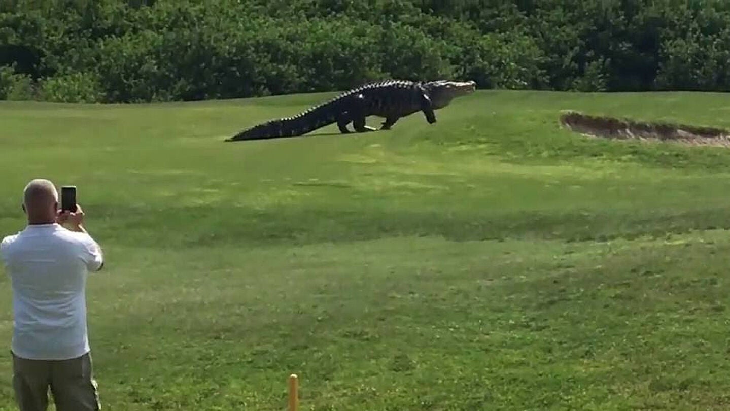 Imagen de un caim&aacute;n en un campo de Golf en Florida