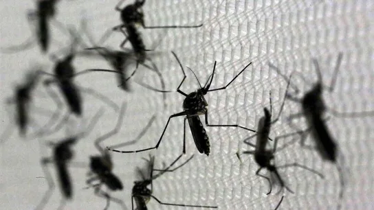 el mosquito 'Aedes aegypti', transmisor del virus del Zika el mosquito 'Aedes aegypti', transmisor del virus del Zika