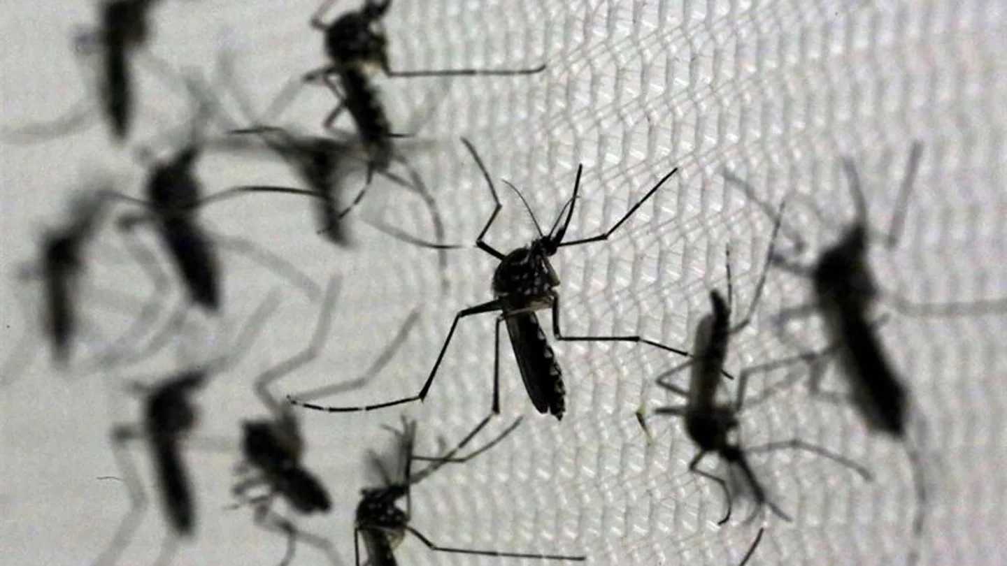 el mosquito 'Aedes aegypti', transmisor del virus del Zika el mosquito 'Aedes aegypti', transmisor del virus del Zika