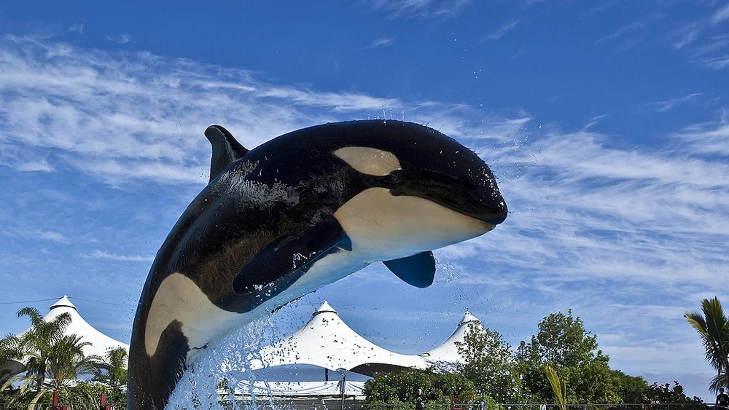 Orca Orca
