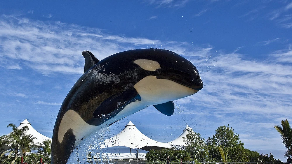 Orca Orca