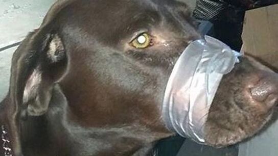 Imagen del labrador publicada por su due&ntilde;a