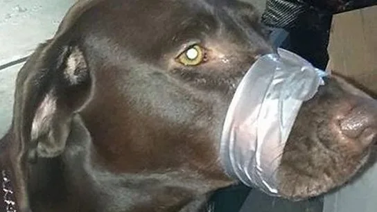 Imagen del labrador publicada por su dueña Imagen del labrador publicada por su dueña