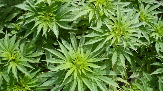 Imagen de archivo de hojas de marihuana Imagen de archivo de hojas de marihuana