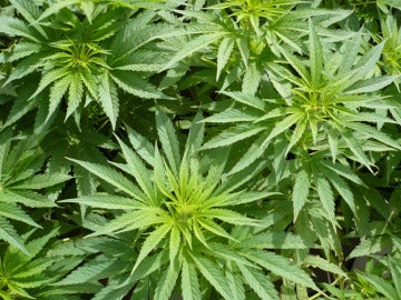 Imagen de archivo de hojas de marihuana Imagen de archivo de hojas de marihuana