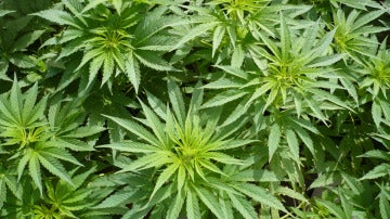 Imagen de archivo de hojas de marihuana