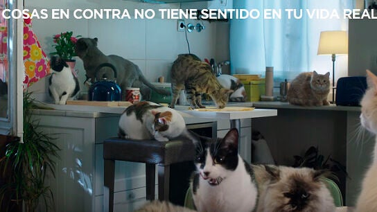 Gatos del v&iacute;deo del PP