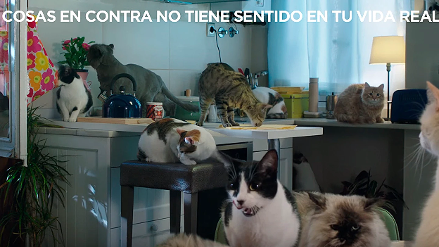 Gatos del vídeo del PP Gatos del vídeo del PP