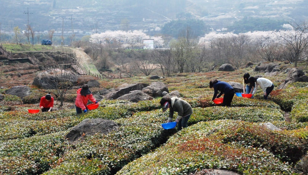 Un grupo de trabajadores recogen hojas de té verde en una granja de Corea del Sur