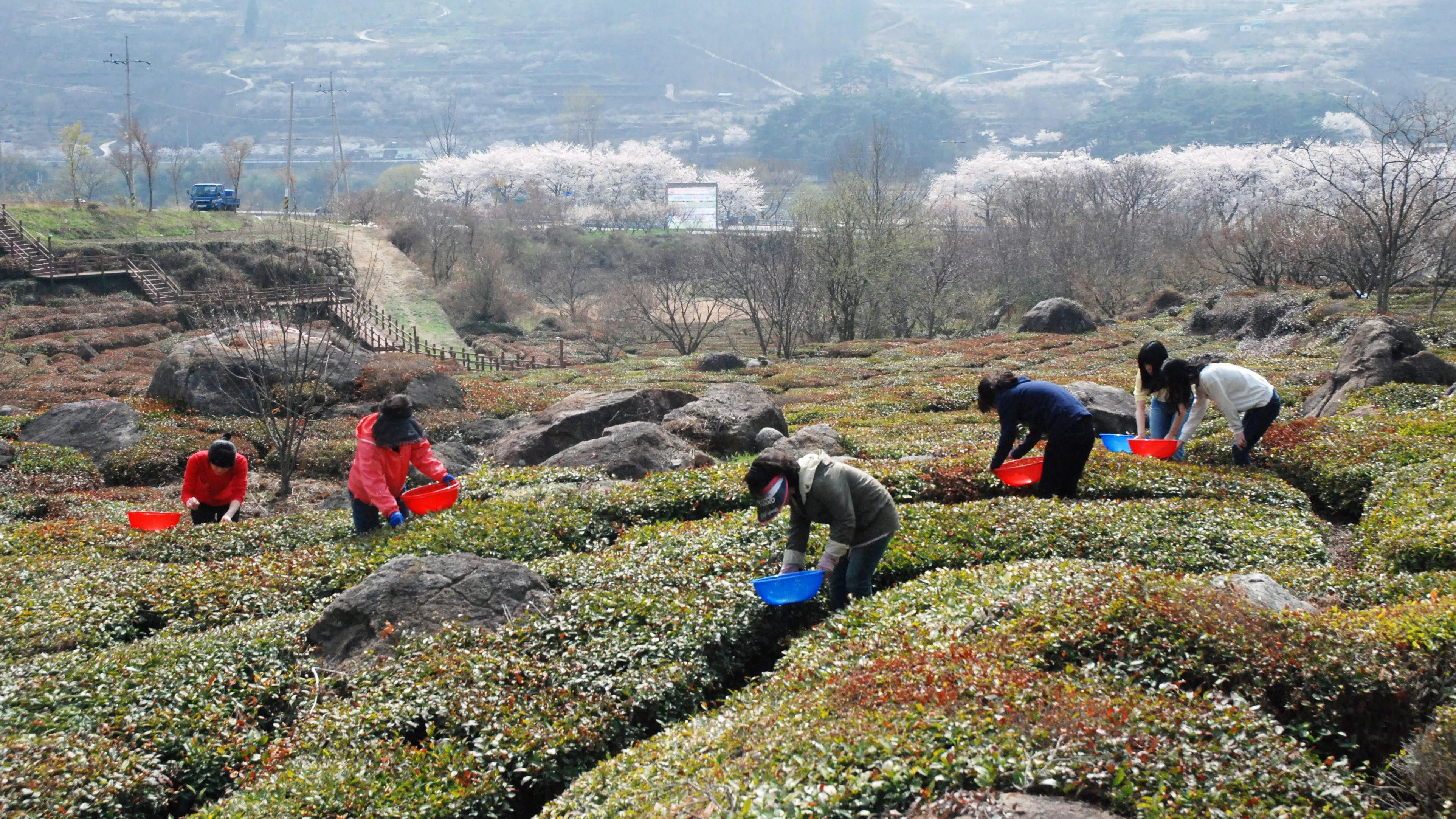 Un grupo de trabajadores recogen hojas de té verde en una granja de Corea del Sur