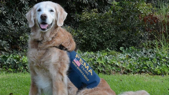 Bretagne, el héroe canino que ayudó a salvar vidas en el 11-S Bretagne, el héroe canino que ayudó a salvar vidas en el 11-S