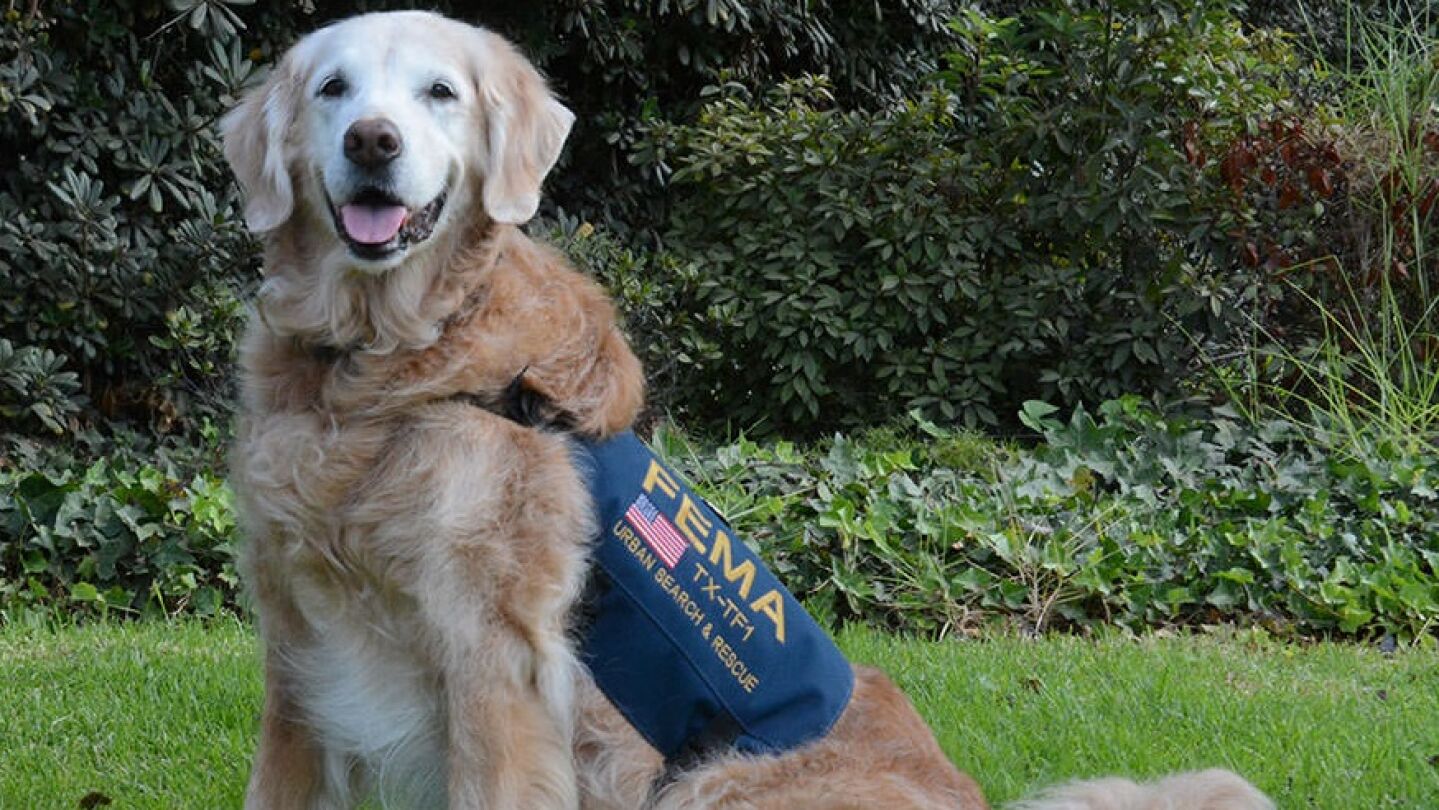 Bretagne, el h&eacute;roe canino que ayud&oacute; a salvar vidas en el 11-S