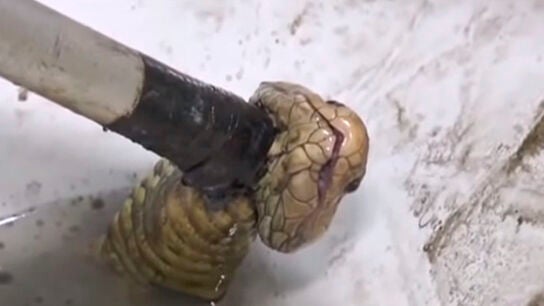 La cobra al momento de ser capturada