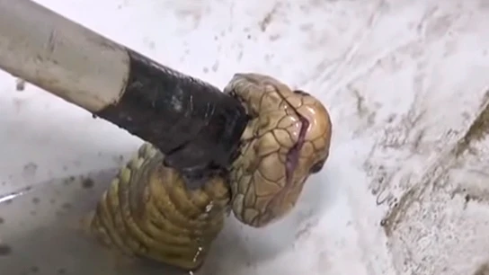 La cobra al momento de ser capturada La cobra al momento de ser capturada