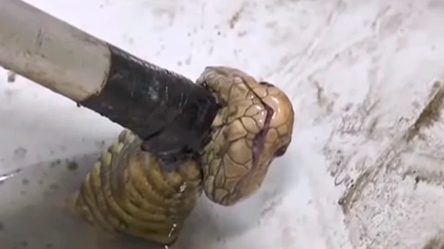 La cobra al momento de ser capturada La cobra al momento de ser capturada