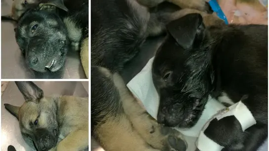Sólo han conseguido salvar a un cachorro Sólo han conseguido salvar a un cachorro