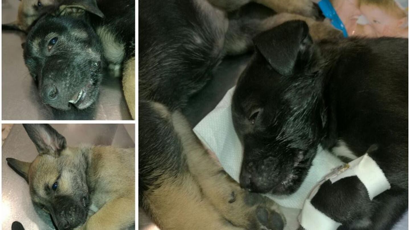 S&oacute;lo han conseguido salvar a un cachorro