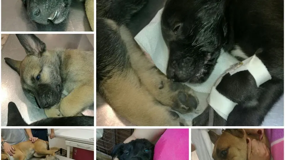 Sólo han conseguido salvar a un cachorro Sólo han conseguido salvar a un cachorro