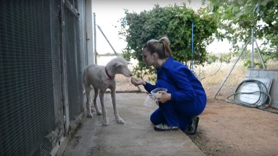 Una de las podencas abandonadas Una de las podencas abandonadas
