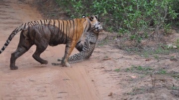 El resultado de una pelea entre una tigresa y un leopardo