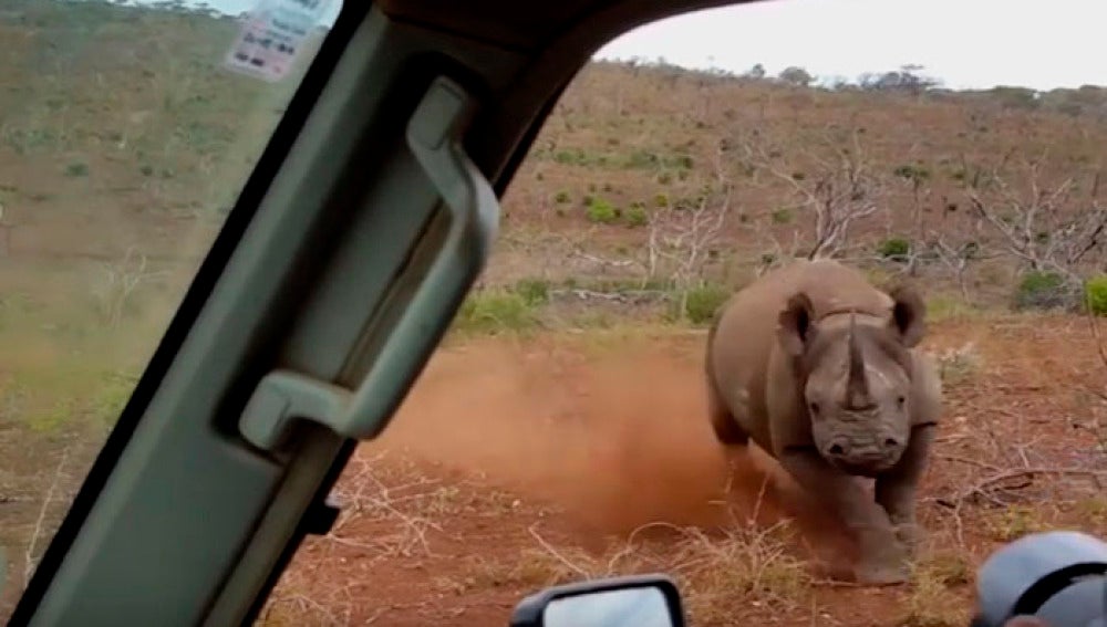 Un rinoceronte embiste a un coche