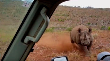 Un rinoceronte embiste a un coche