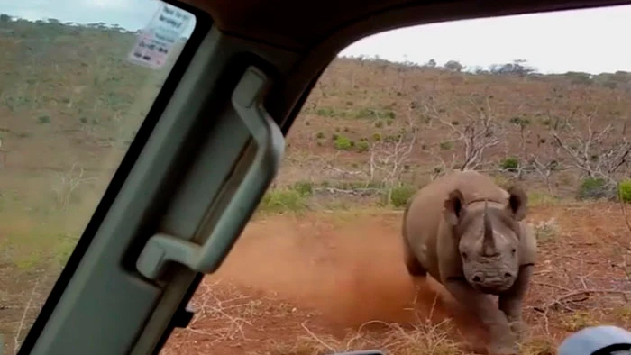 Un rinoceronte embiste a un coche