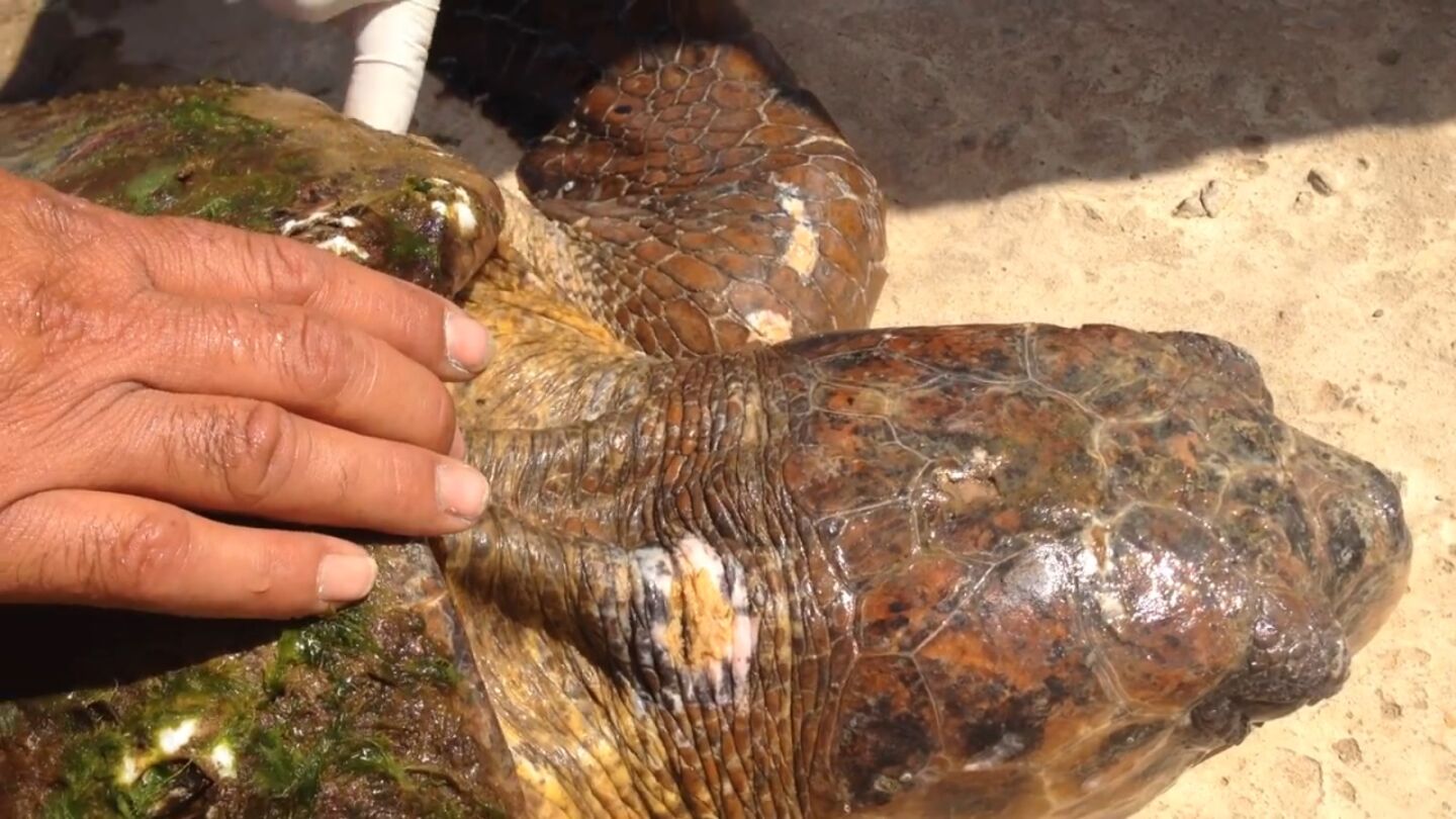 Un grupo de ba&ntilde;istas deja morir a una tortuga en peligro de extinci&oacute;n despu&eacute;s de aplastarla por un selfie