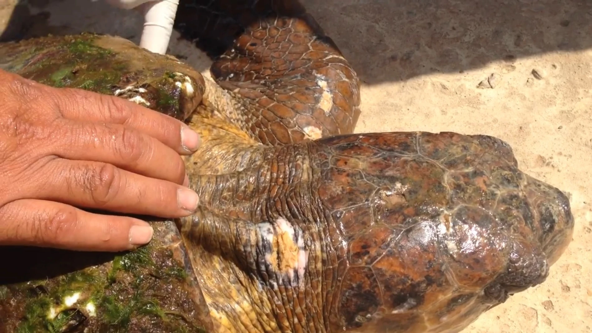 Un grupo de bañistas deja morir a una tortuga en peligro de extinción  después de aplastarla por un selfie