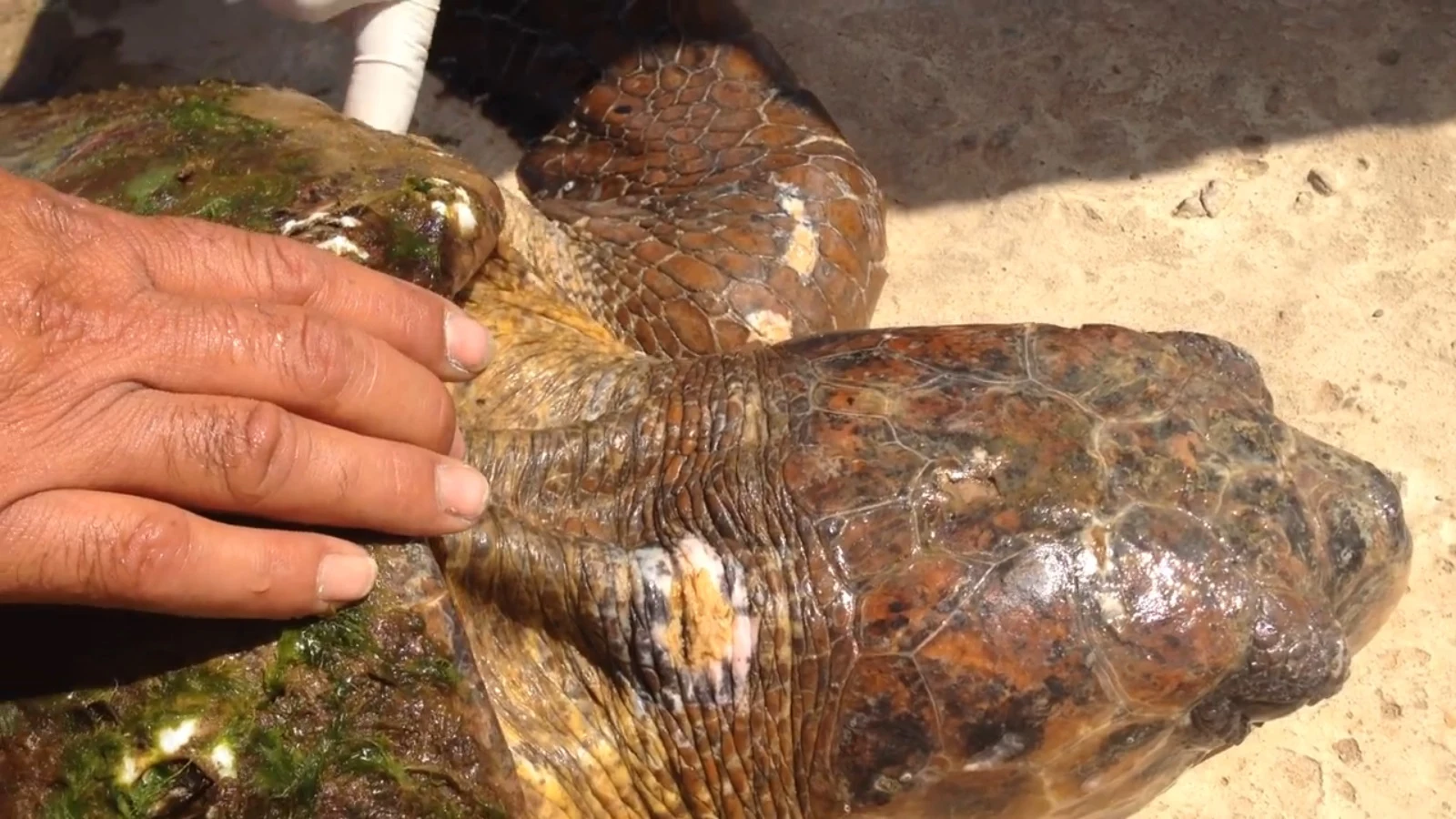 Un grupo de bañistas deja morir a una tortuga en peligro de extinción después de aplastarla por un selfie