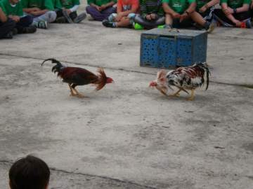 Peleas de gallos Peleas de gallos