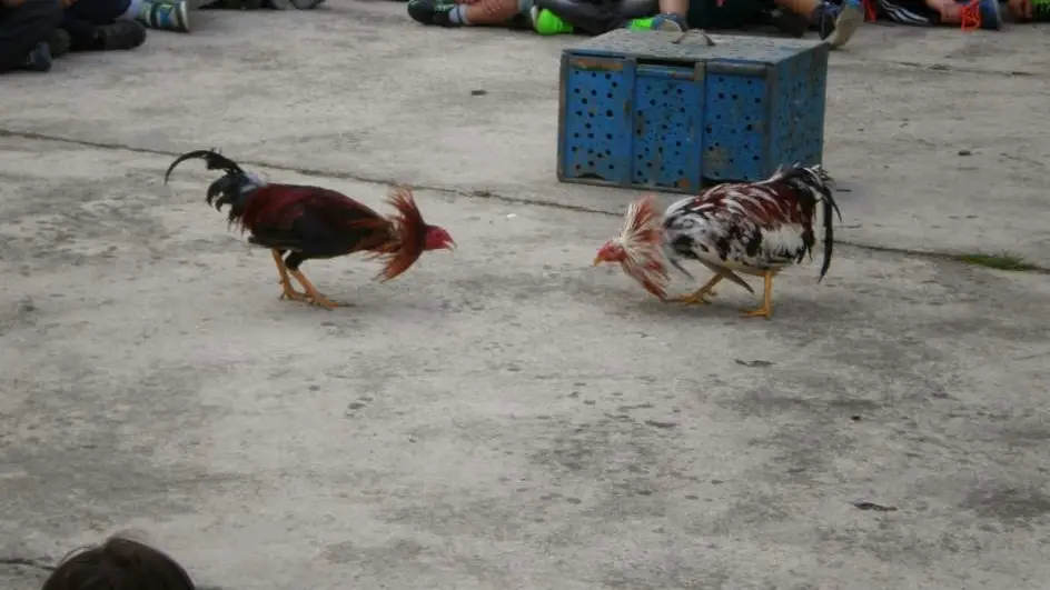 Peleas de gallos