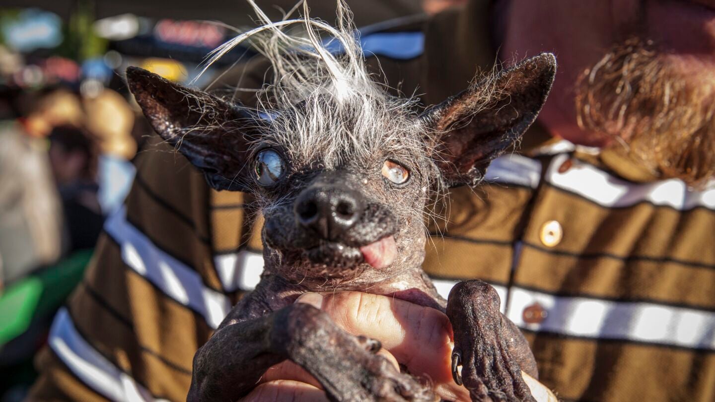Sweepee Rambo, el perro m&aacute;s feo del mundo 